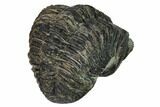 Bargain, Enrolled Drotops Trilobite - About Around #171566-3